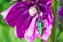 Swollen-thighed Beetle [Oedemera nobilis]