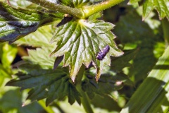 Seven-spot Ladybird [Coccinella septempunctata]