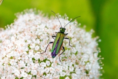 Swollen-thighed Beetle [Oedemera nobilis]