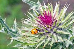 Seven-spot Ladybird [Coccinella septempunctata]