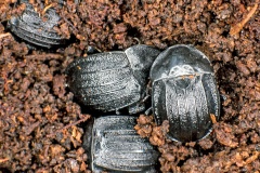 Black Snail Beetle [Phosphuga atrata]