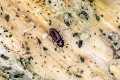 minute bark beetle [Cerylon ferrugineum ?]