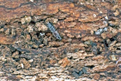 rove beetle [Leptusa sp.]