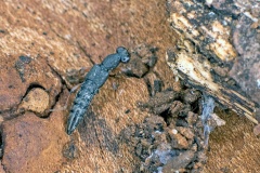 rove beetle [Stenus providus ?]