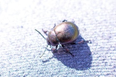 Lesser Bloody-nosed Beetle [Timarcha goettingensis ]