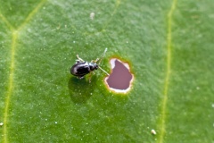 Large Flax Flea Beetle [Aphthona euphorbiae]