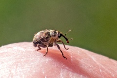 Small Nettle Weevil [Nedyus quadrimaculatus]