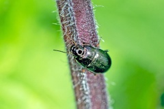 Common Sun Beetle [Amara aenea]
