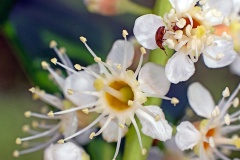 Raspberry Beetle [Byturus tomentosus ?]