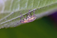 Deer Broad-nosed Weevil [Polydrusus cervinus]