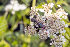 Red-tipped Flower Beetle [Malachius bipustulatus]