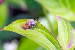 Orchid Beetle [Dascillus cervinus]