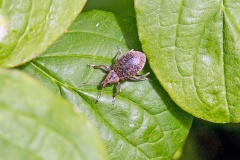 Chequered Weevil [Liophloeus tessulatus]