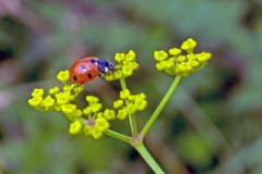 Seven-spot Ladybird [Coccinella septempunctata]