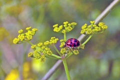 Harlequin Ladybird [Harmonia axyridis f. succinea]