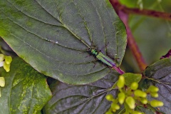 Swollen-thighed Beetle [Oedemera nobilis]