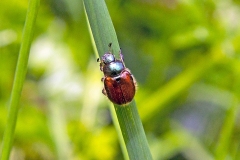 Garden Chafer [Phyllopertha horticola]