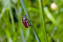 Garden Chafer [Phyllopertha horticola]