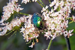 Rose Chafer [Cetonia aurata]