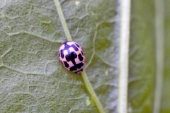 14-spotted Ladybird [Propylea quattuordecimpunctata]