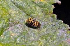 22-spot Ladybird [Psyllobora vigintiduopunctata]