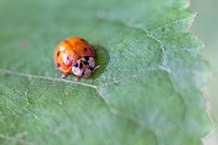 Harlequin Ladybird [Harmonia axyridis]