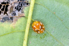 Orange Ladybird [Halyzia sedecimguttata]