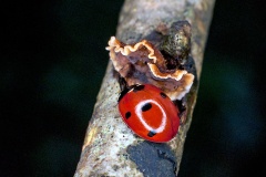 Seven-spot Ladybird [Coccinella septempunctata]