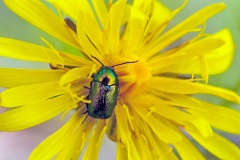 Small Green Pot Beetle [Cryptocephalus hypochaeridis]