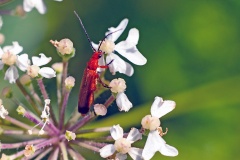 Common Red Soldier Beetle [Rhagonycha fulva]