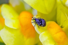Toadflax Seedhead Weevil [Rhinusa antirrhini]
