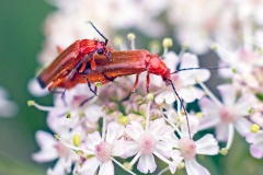 Common Red Soldier Beetle [Rhagonycha fulva]