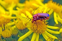 Common Red Soldier Beetle [Rhagonycha fulva]