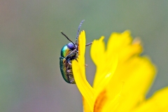 Small Green Pot Beetle [Cryptocephalus hypochaeridis]