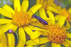 false blister beetle [Oedemera lurida]