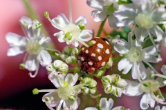 Cream-spot Ladybird [Calvia quatuordecimguttata]