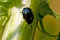 Celery Leaf Beetle [Phaedon tumidulus]