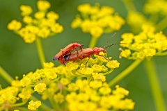 Common Red Soldier Beetle [Rhagonycha fulva]