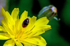 shining flower beetle [Olibrus sp.]