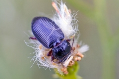 ground beetle [Curtonotus aulicus]
