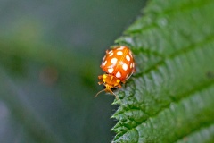 Orange Ladybird [Halyzia sedecimguttata]