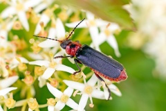 Rustic Sailor Beetle [Cantharis rustica]
