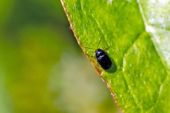 Common Black Pot Beetle [Cryptocephalus labiatus]