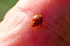 24-spotted ladybird [Subcoccinella vigintiquatuorpunctata]