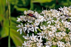 Black-striped Longhorn Beetle [Stenurella melanura]