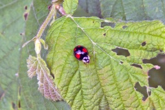 Harlequin Ladybird [Harmonia axyridis]
