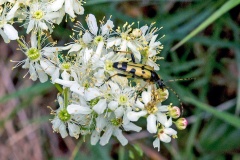Spotted Longhorn [Rutpela maculata]