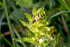 Spotted Longhorn [Rutpela maculata]