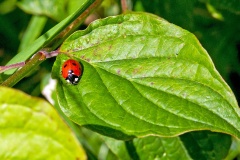 Seven-spot Ladybird [Coccinella septempunctata]