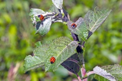 Seven-spot Ladybird [Coccinella septempunctata]